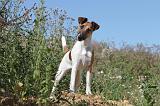 FOX TERRIER POIL LISSE 001